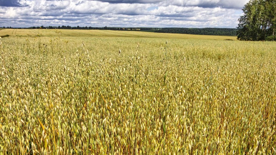Семена овса скакун