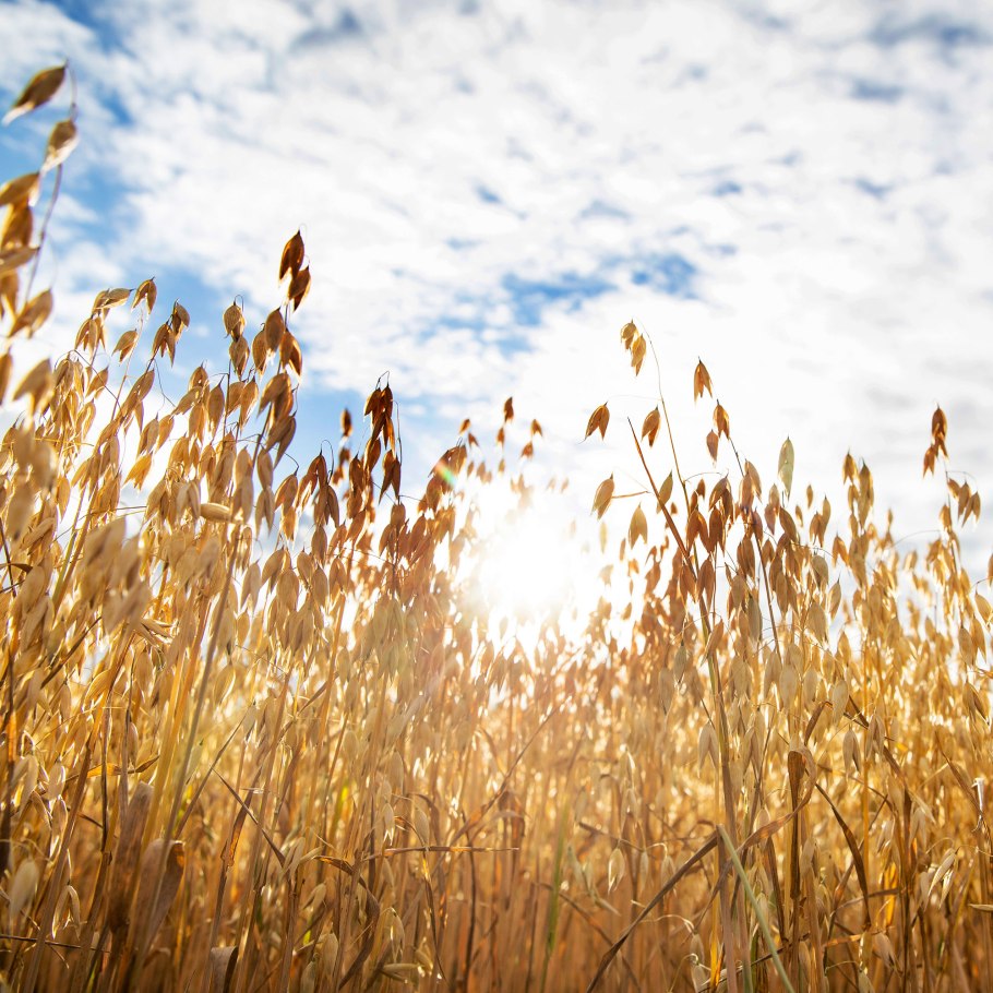 Овсюг (Avena fatua),