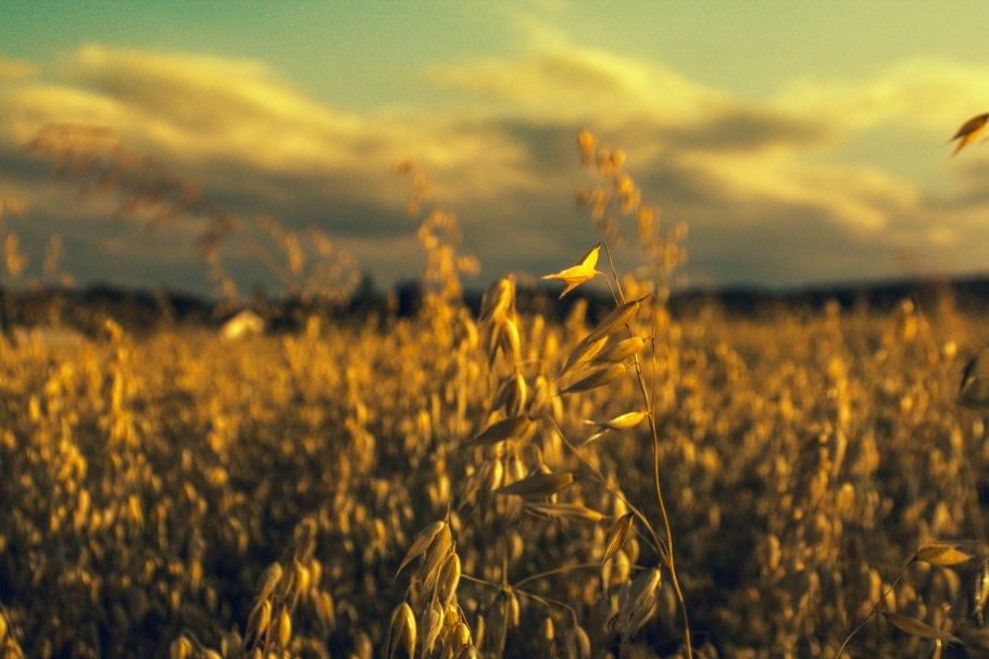 Овсюг сорняк колосок