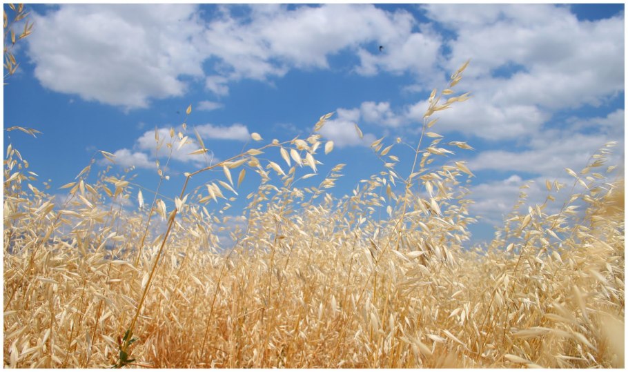 Колосок пшеницы пшеничный колосок