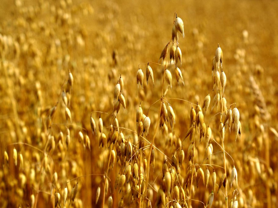 Трава овса посевного