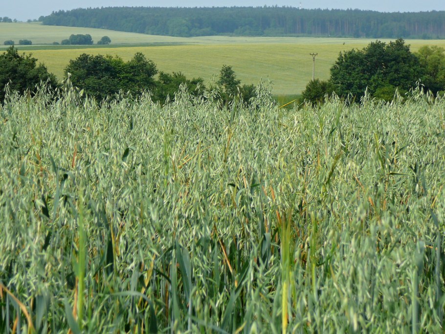 Пшеничные поля в Новгородская область