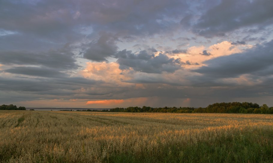 Сорные растения, сорняки