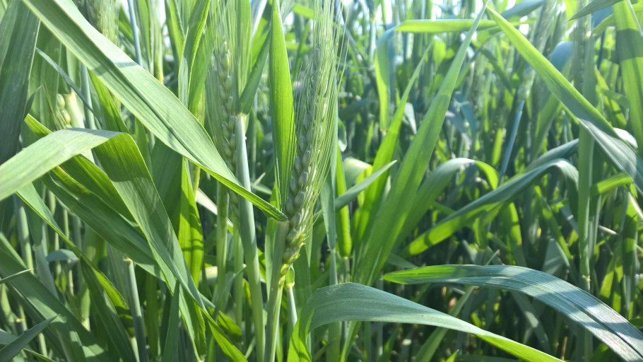 Пеннисетум щетинистый rubrum Fireworks