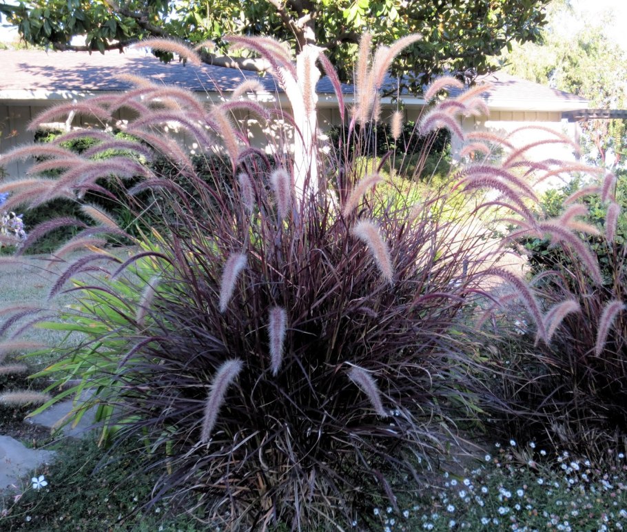 Овсяное молочко