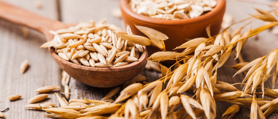 Колос пшеницы ячменя и ржи