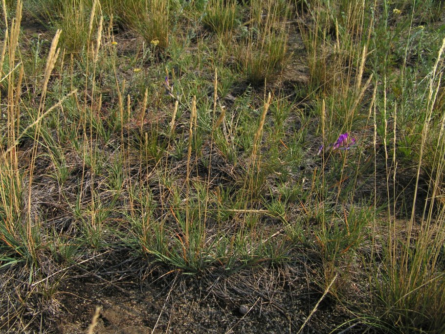 Поле с викоовсяной смесью