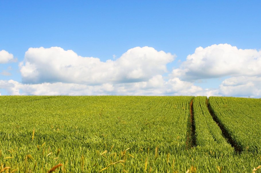 Анконская порода овец