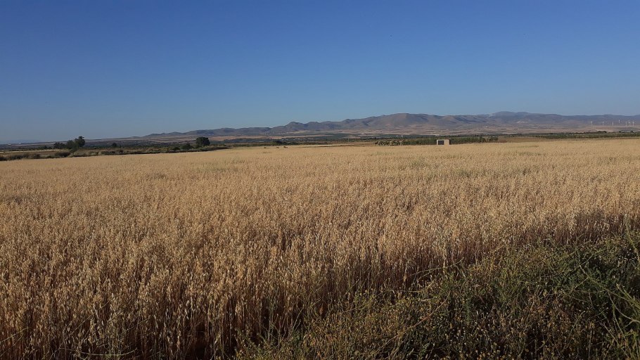 Тонконог жестколистный Самарская область