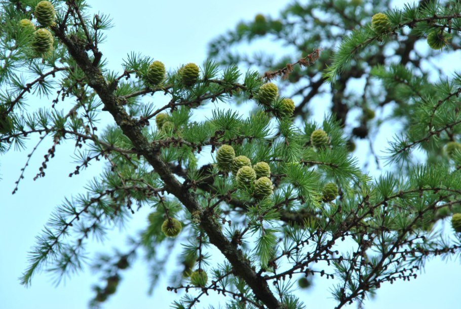 Лиственница европейская Larix decidua
