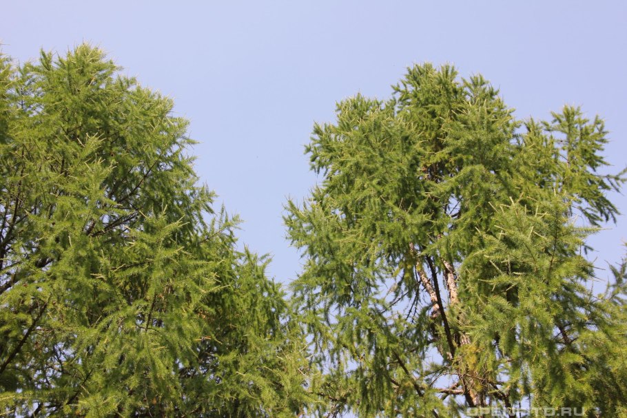 Ольгинская лиственница семена