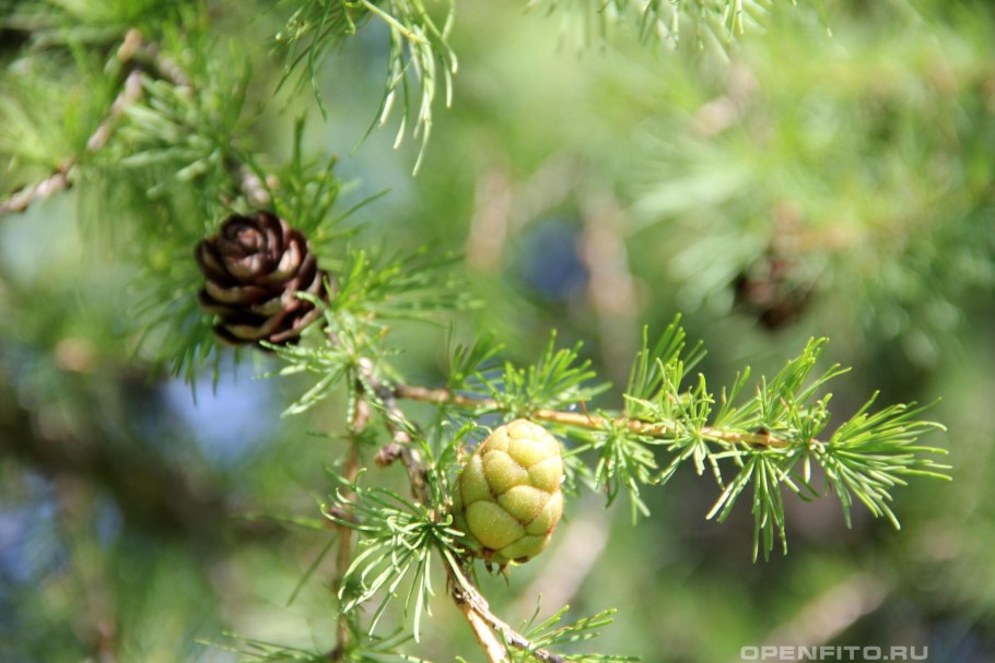 Лиственница Сукачева