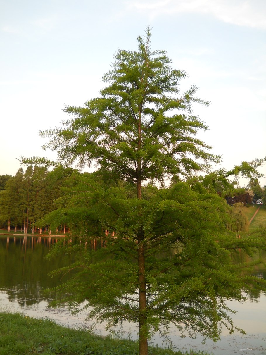 Лиственница сукачева (larix sukaczewii)