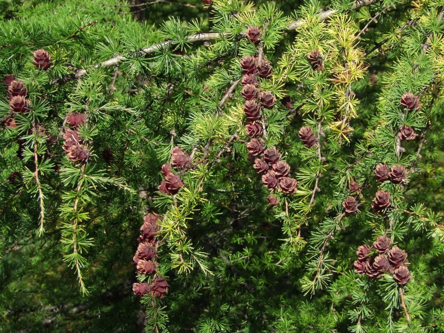 Larix gmelinii Несмеяна