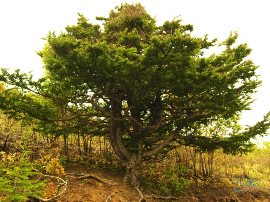 Лиственница Ольгинская