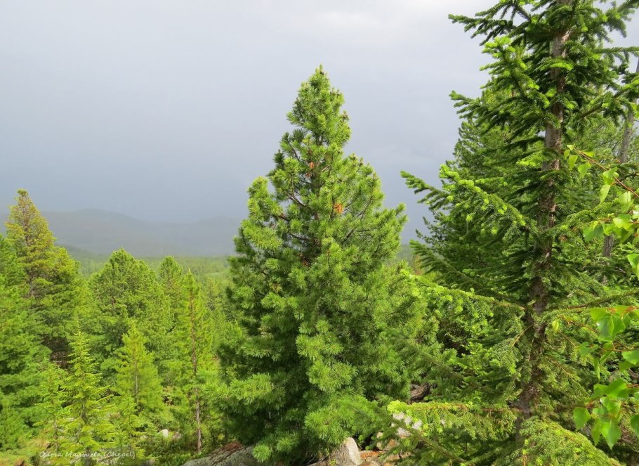 Лиственница Сибирская Larix sibirica