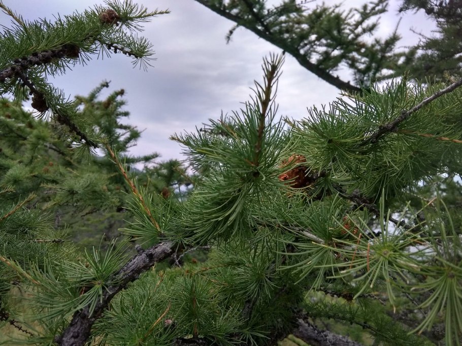 Лиственница Сибирская Larix sibirica