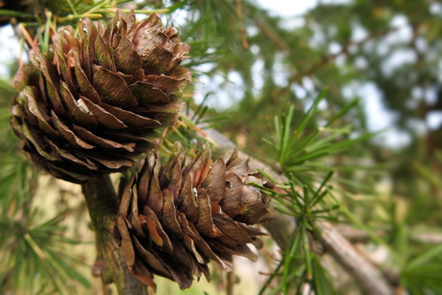 Лиственница Сибирская Larix sibirica