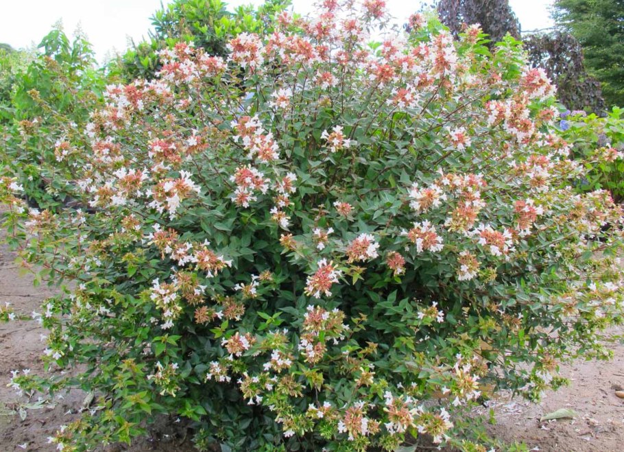 Абелия крупноцветковая Конти