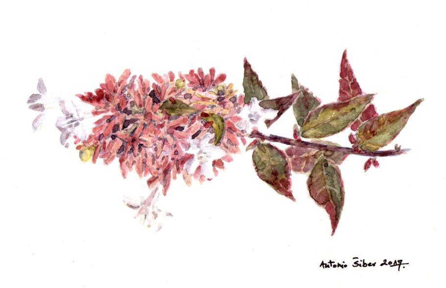 Абелия корейская