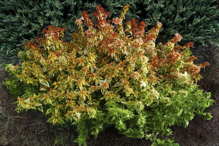 Абелия пестролистная