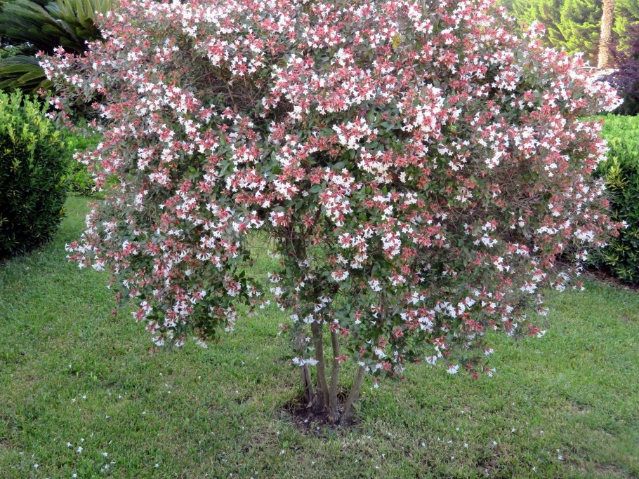 Абелия крупноцветковая "", Abelia grandiflora prostrata ,кустарник, высота: 30-40 см