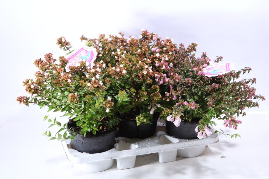 Абелия грандифлора ()