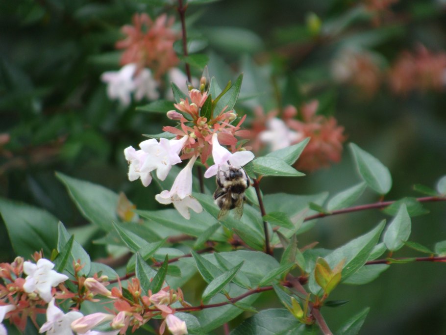 Abelia mosanensis