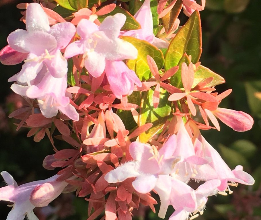 Абелия крупноцветковая – Abelia grandiflora (Andre) Rehd.