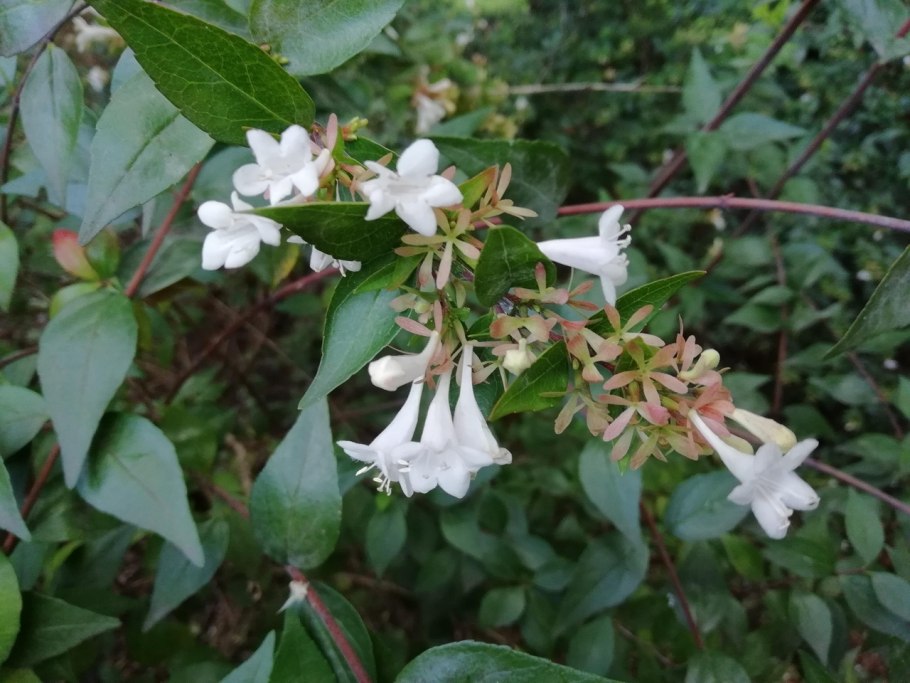 Абелия Шуманн Abelia schumannii