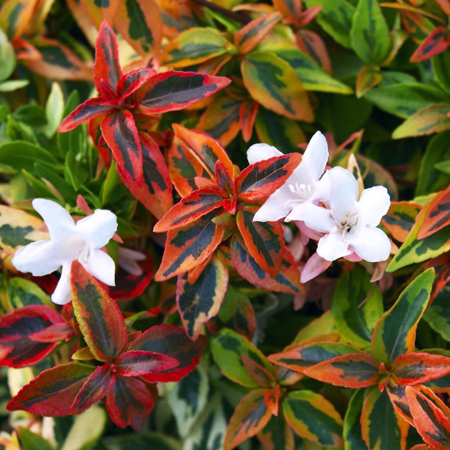 Абелия корейская, Abelia coreana,