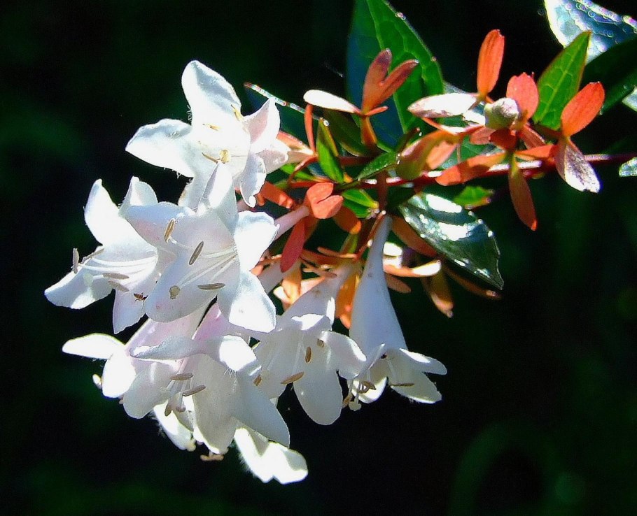 Абелия крупноцветковая