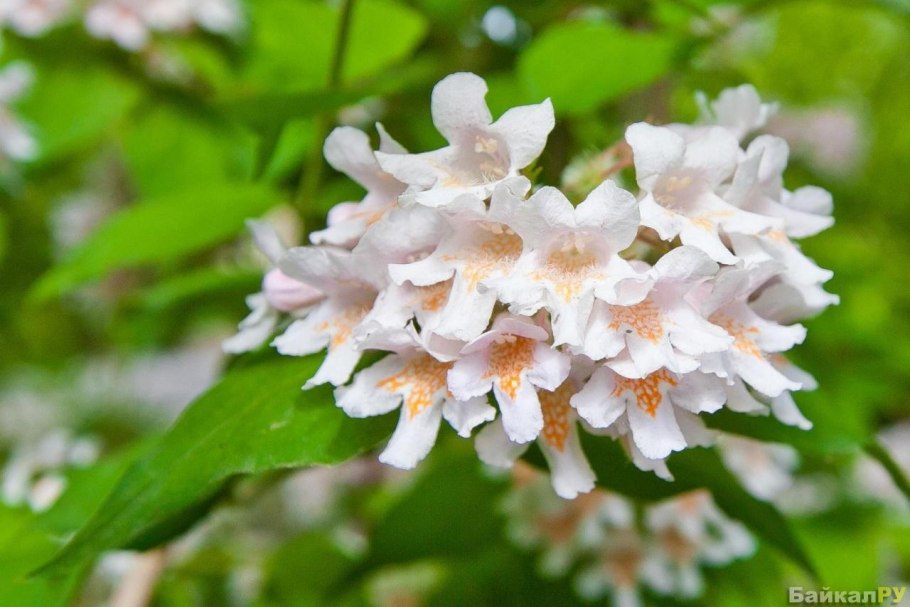 Кольквиция прелестная "rosea"