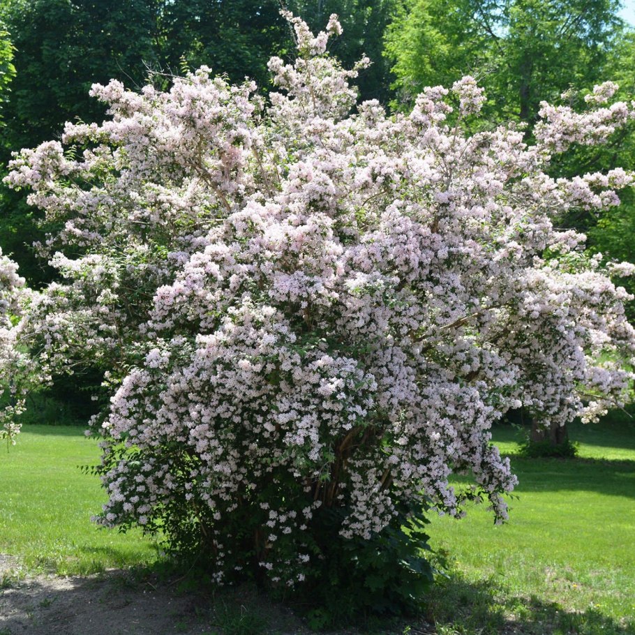 Абелия корейская