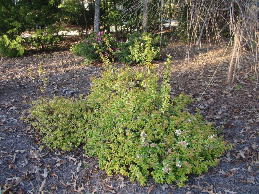 Абелия крупноцветковая