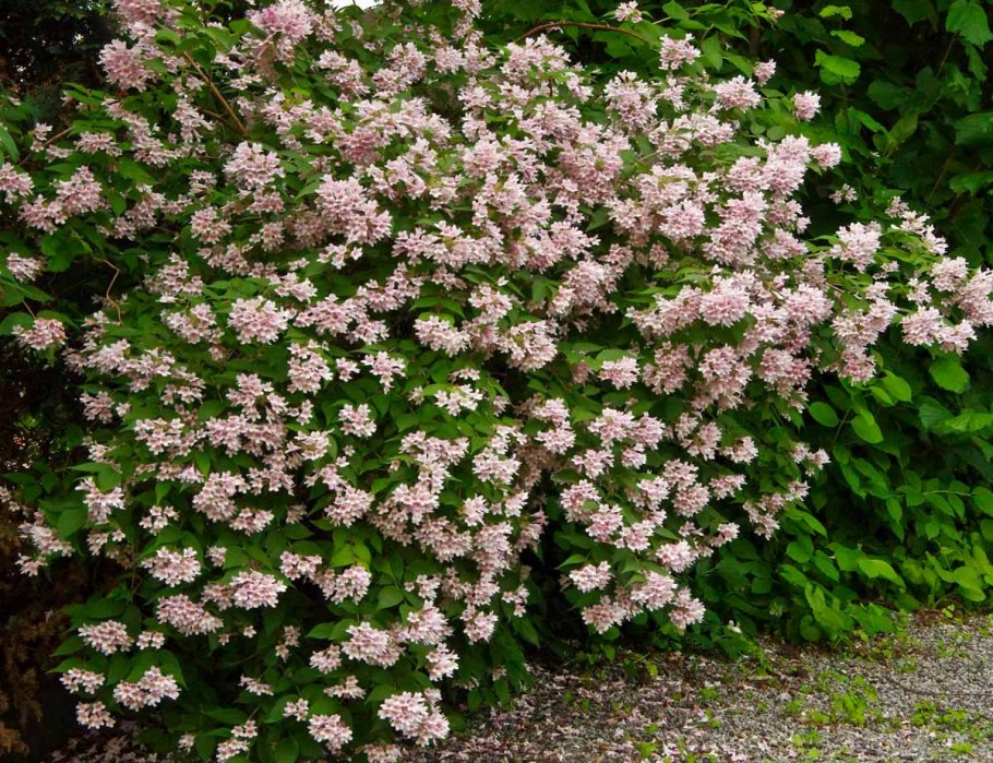 Абелия грандифлора ()