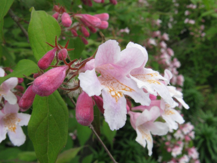 Абелия черенкование