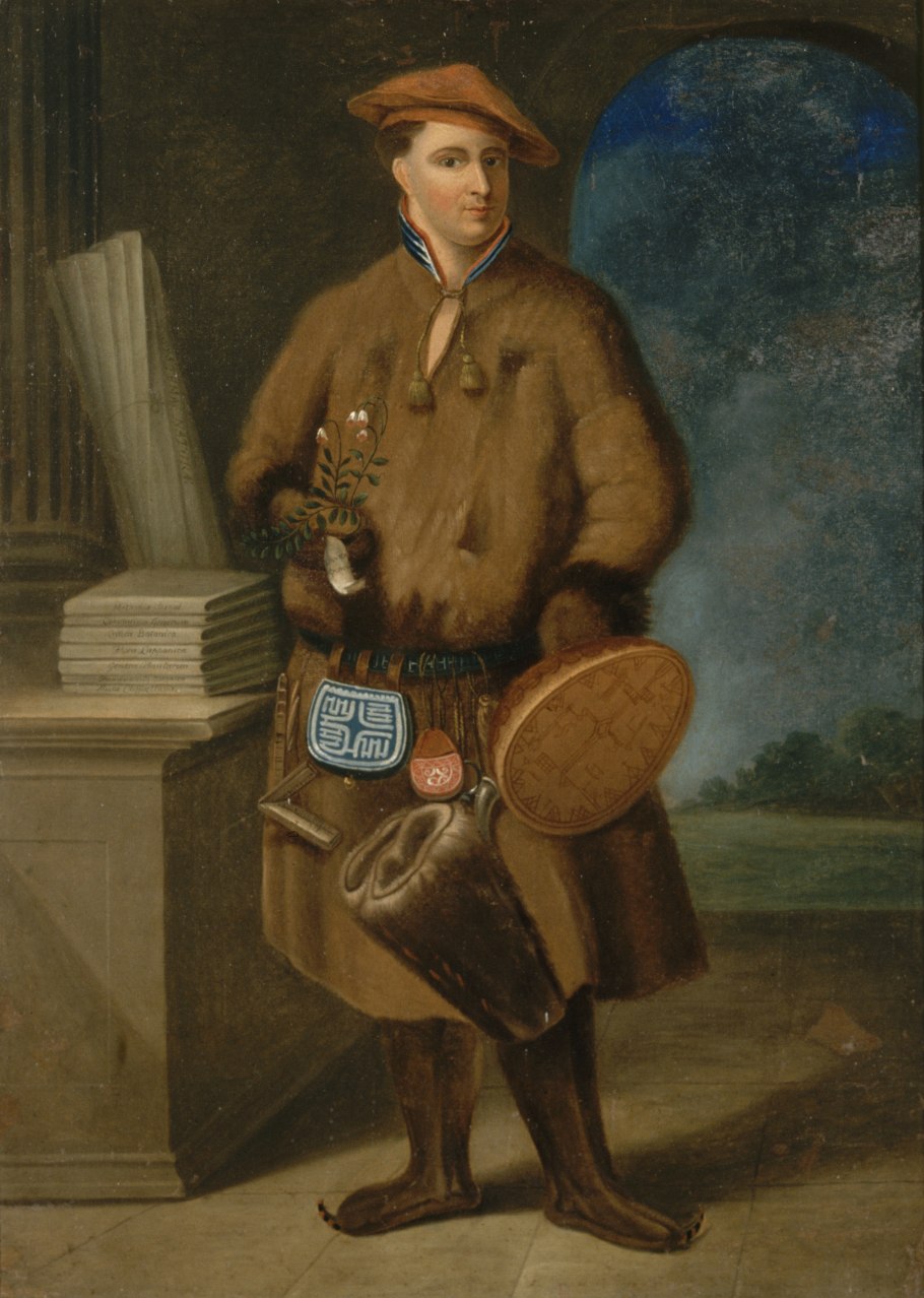 Абелия мосанская ()