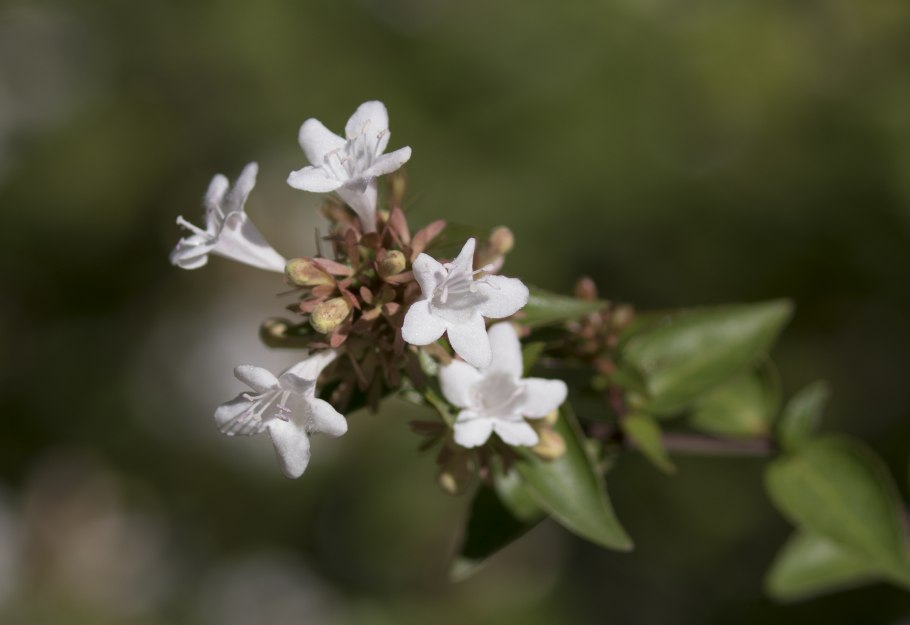 Семена кольквиции