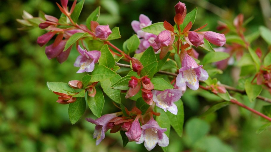 Абелия корейская