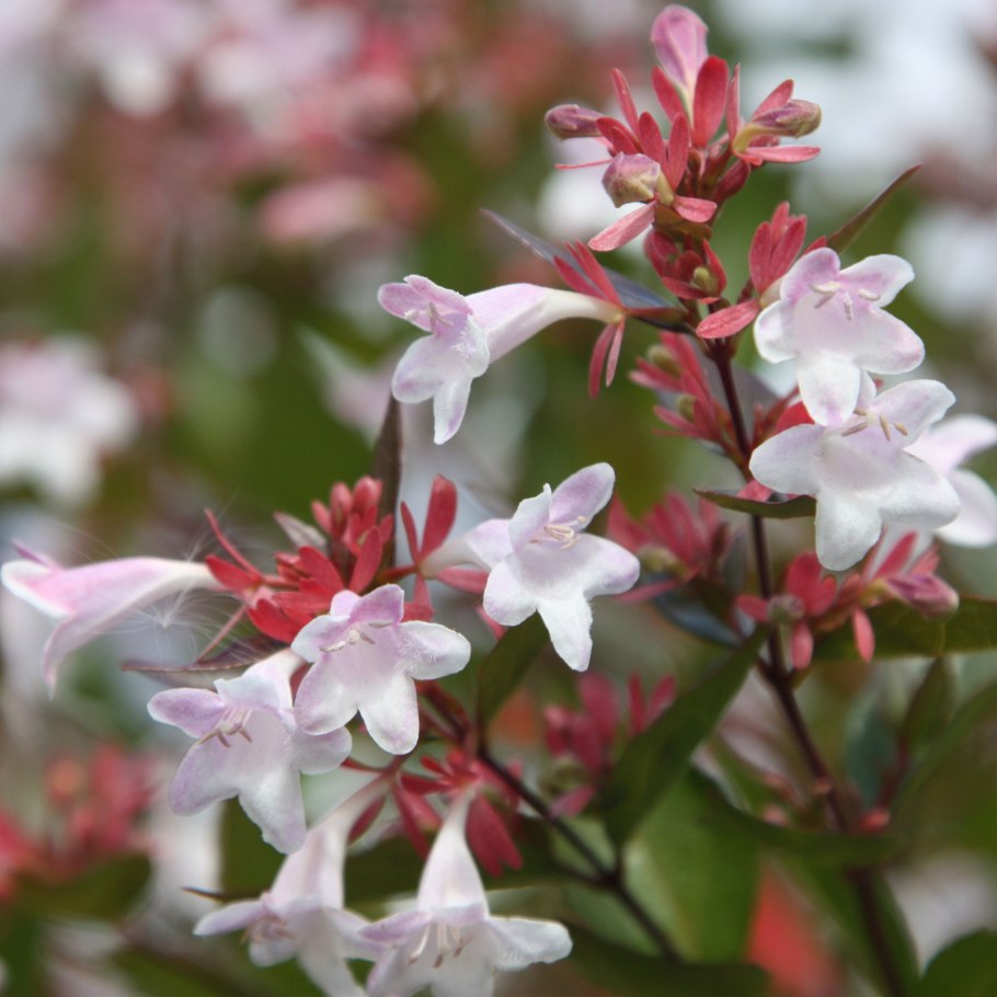 Кустарники Abelia grandiflora