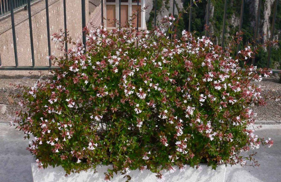 Абелия крупноцветковая