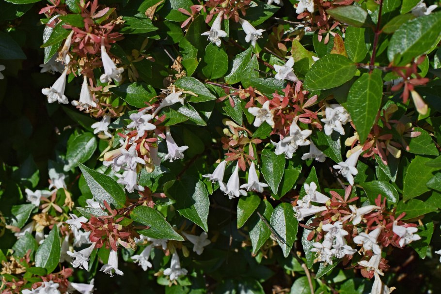 Кольквиция прелестная (Kolkwitzia amabilis)