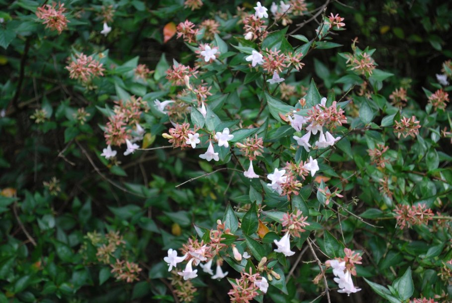 Абелия грандифлора ()