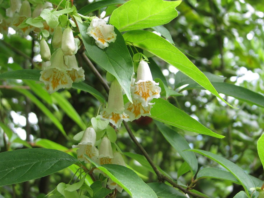 Карл Линней