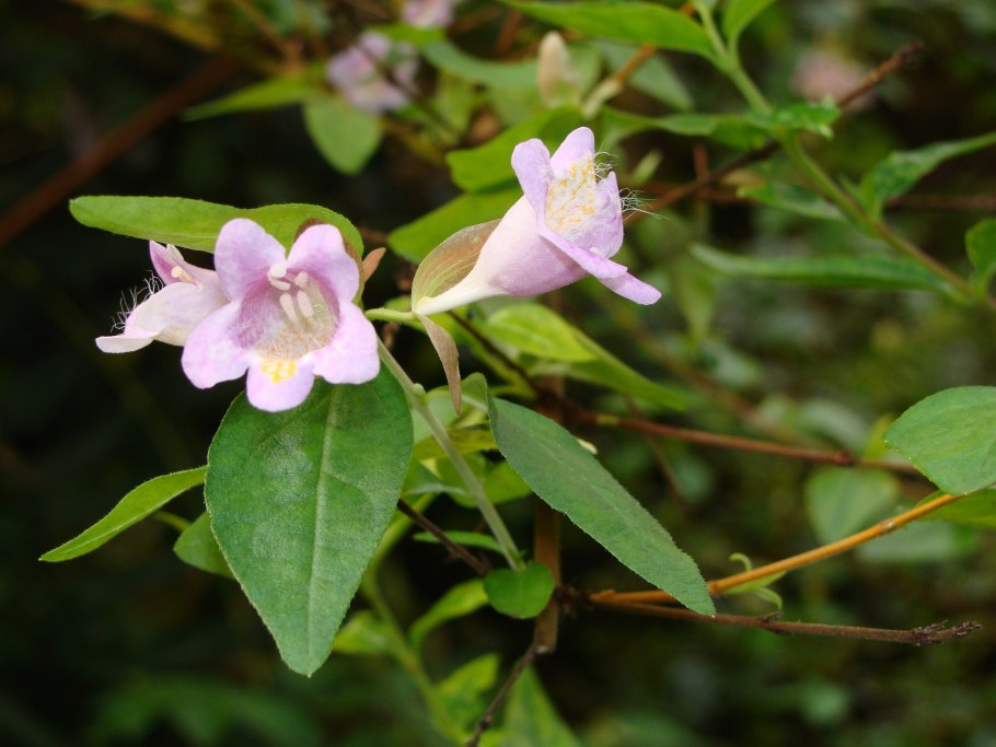 Абелия Шумана Abelia schumannii