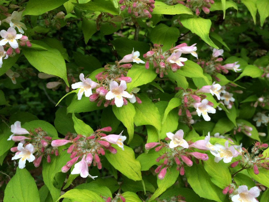 Жёлтая длиннорылая рыба-бабочка