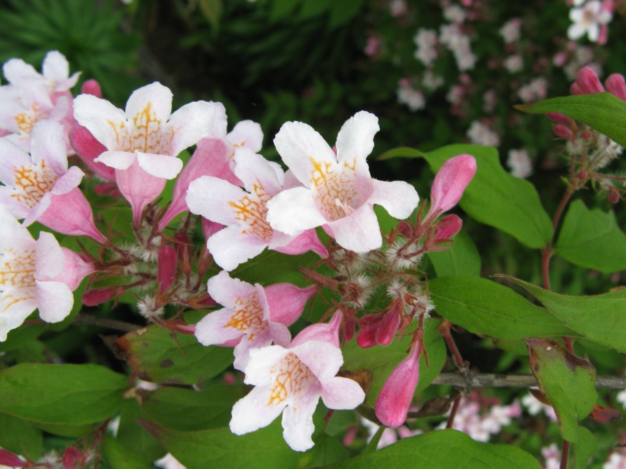 Кольквиция (Kolkwitzia amabilis)