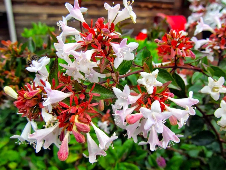 Кустарник Боголюбка выращивание в домашних условиях