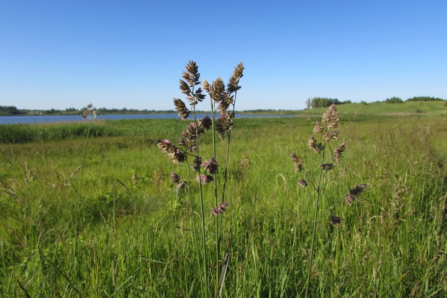 Ежа сборная ареал